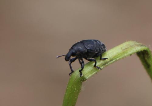 Réf. 278 948 : Larinus sp.